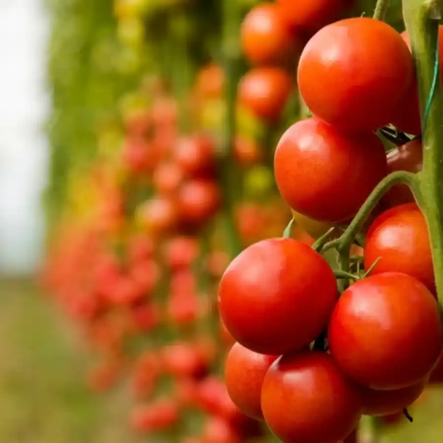 semilla-tomate-larga-vida