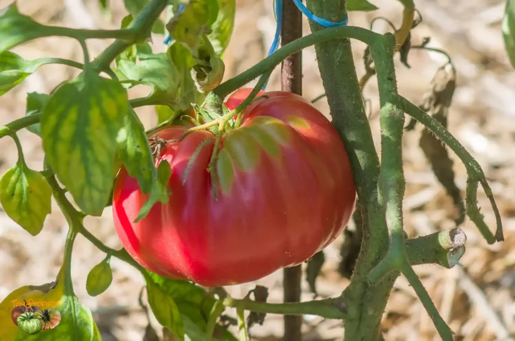 beefsteak tomato