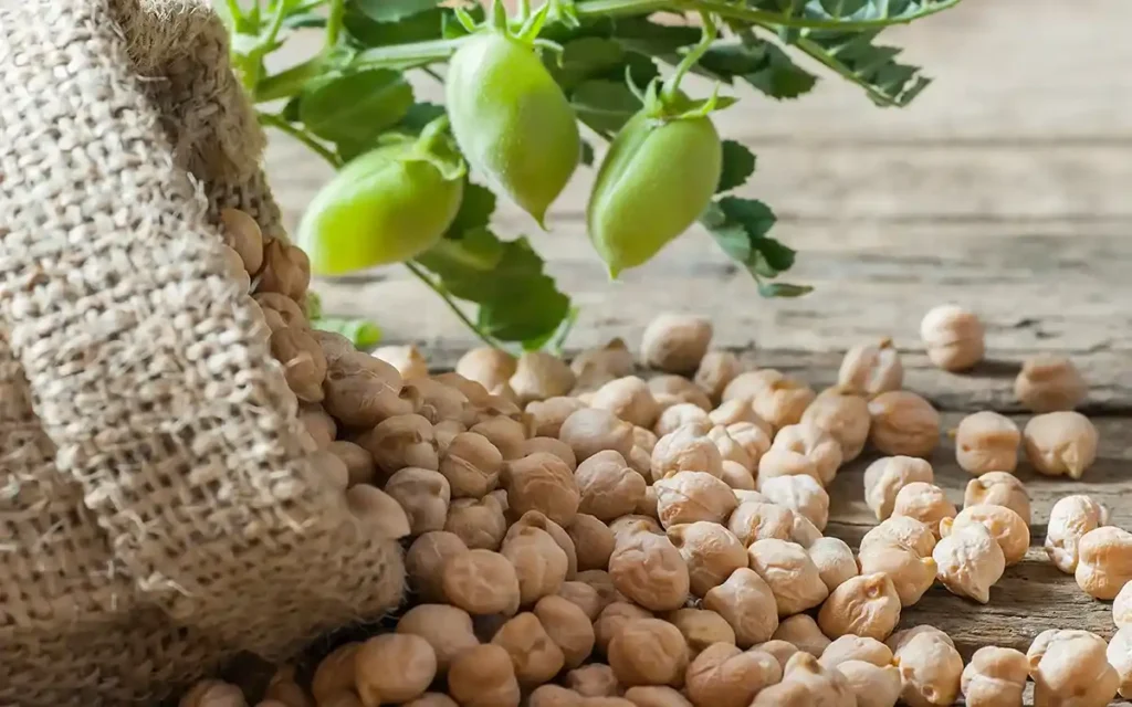 planta de garbanzos