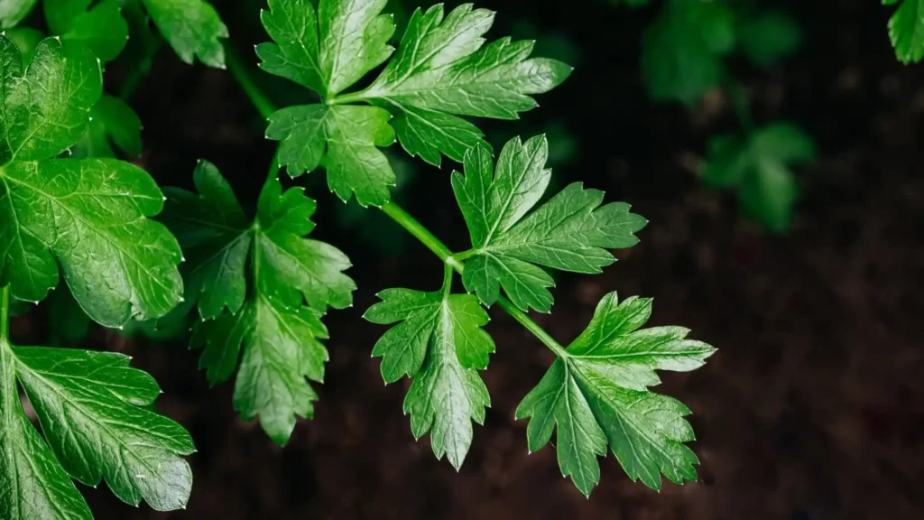 propiedades-del-perejil