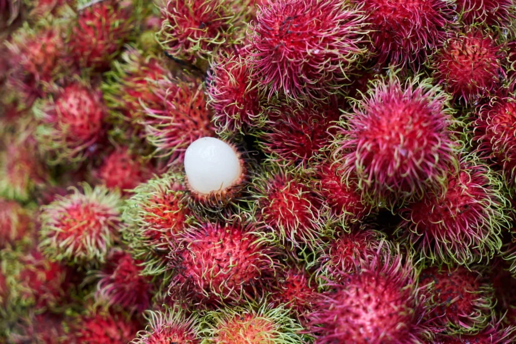 Lichis peludos