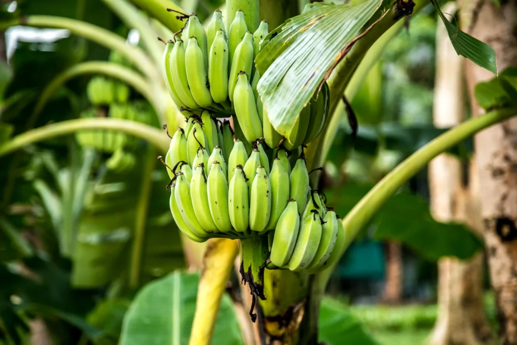 para qué sirve el plátano