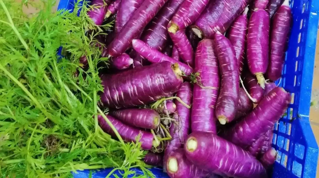 qué es la zanahoria morada