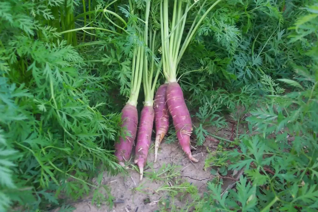 semilla de zanahoria morada